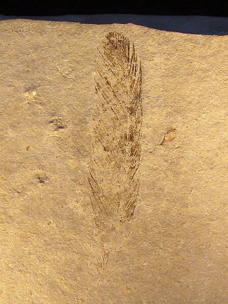 Ficheiro:Archaeopteryx (Feather).jpg