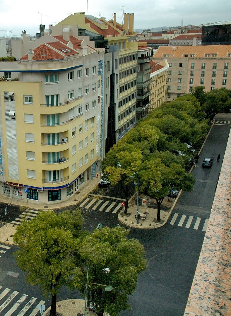 Celtis Australis - Lisboa