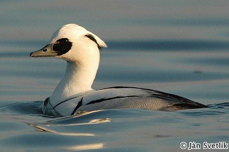 Potápač malý - Smew