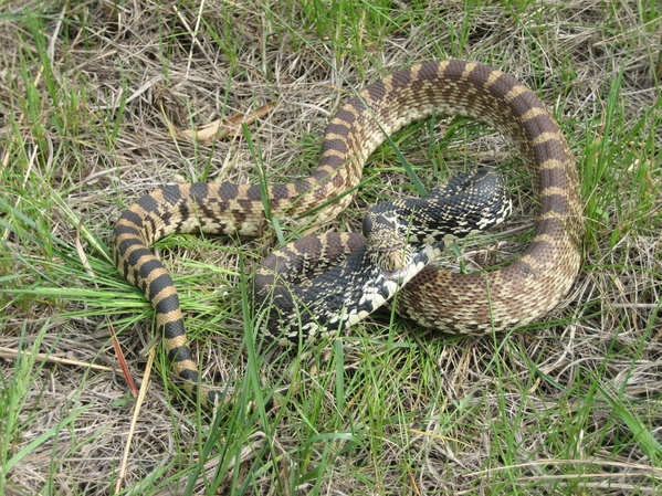 GC6DK0M Bullsnake (Traditional Cache) in Iowa, United States created by ...