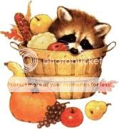 Racoons Pictures, Images and Photos