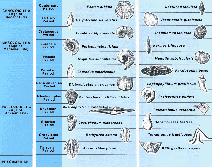 Index Fossils