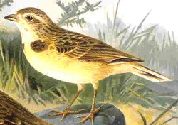 https://upload.wikimedia.org/wikipedia/commons/f/ff/Shorttoedlark59.JPG