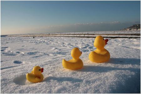 froid_de_canard