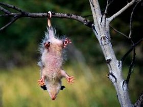 Opossum