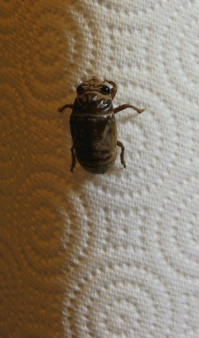 A molting cicada