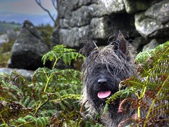 Poppy in the bracken