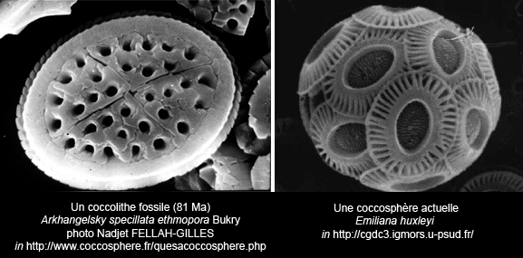 coccolithes