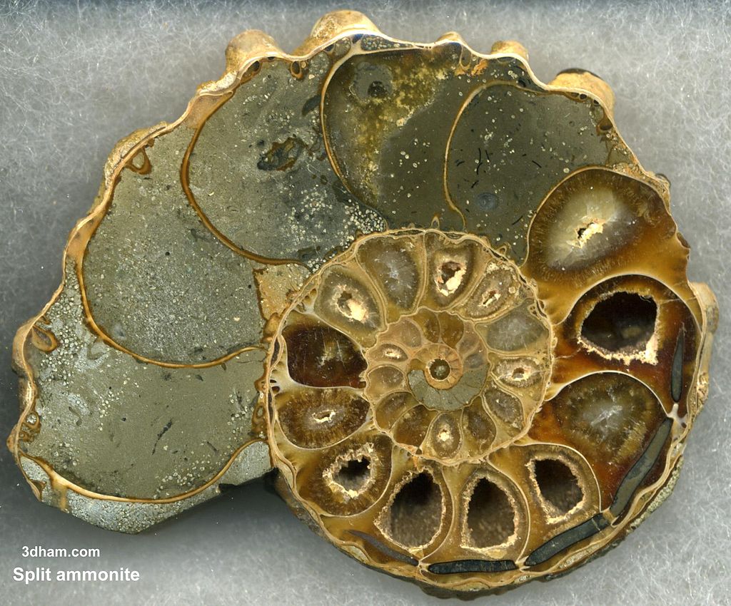 Ammonite shell