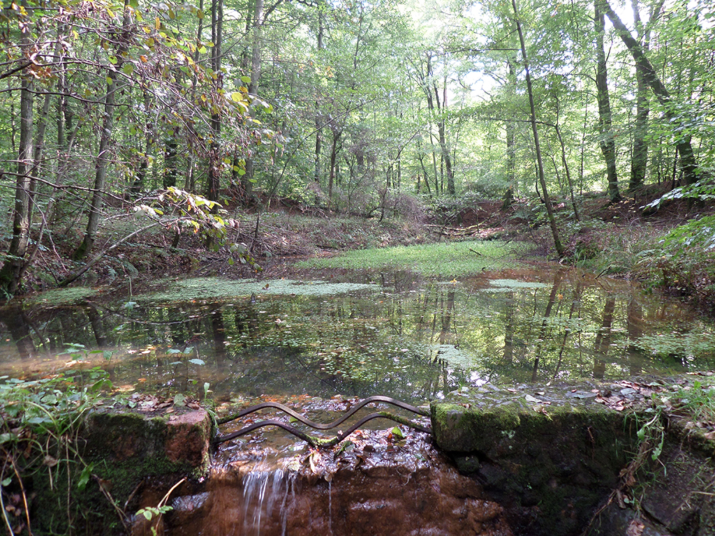Nixengrund im Herbst