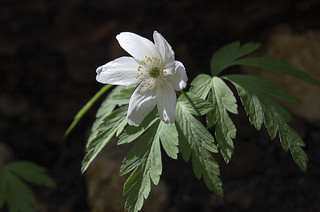 Wood anemone