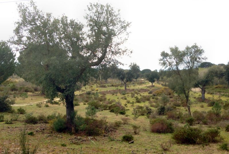  photo photo17_Montado_zps9e3cc506.jpg