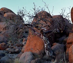 Sterculia Tree