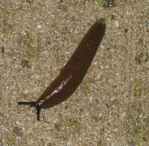 Gastropode 03