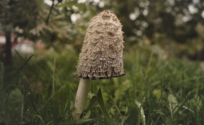 Coprin chevelu (Coprinus comatus) très bon à manger