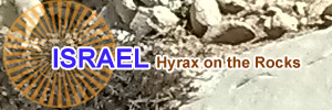 Hyrax on the rocks