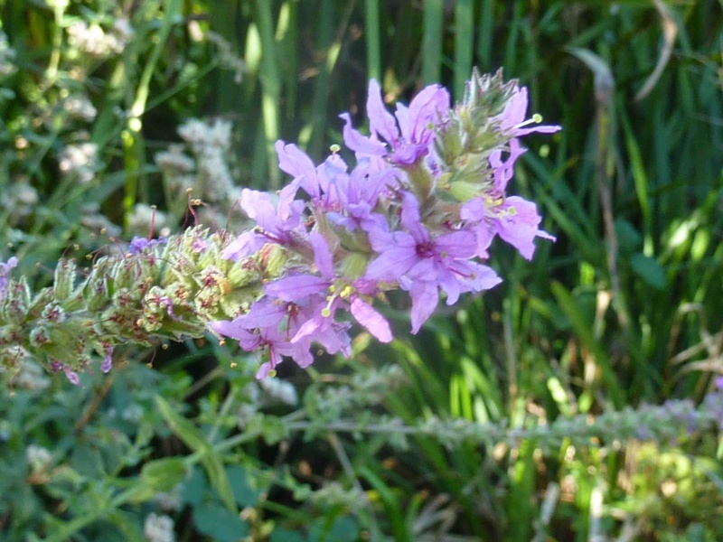 inflorescence zoomée (lythrum salicaire)