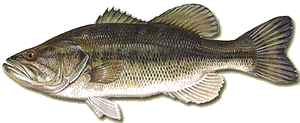Achigã - Micropterus Salmoides