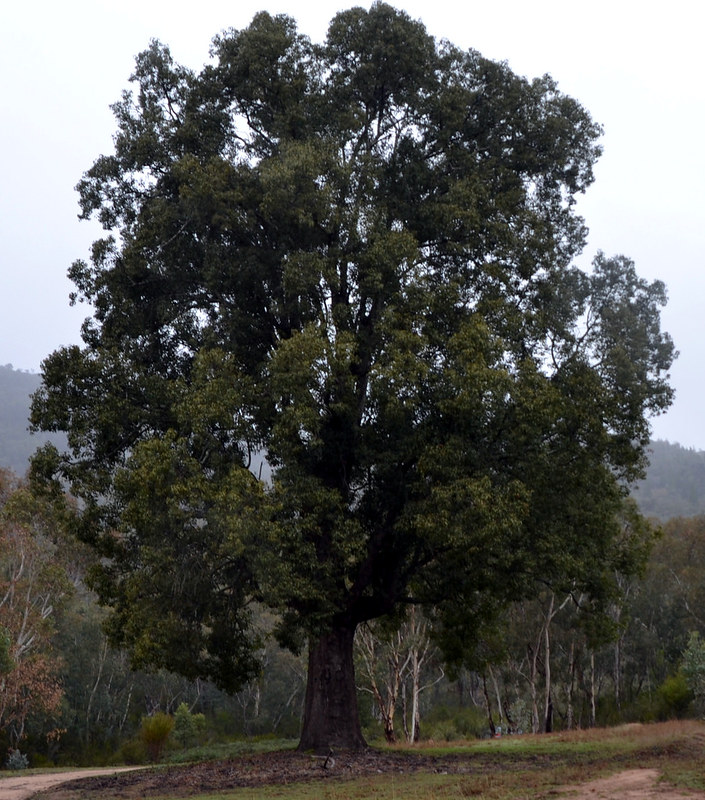 GC6BABH MVB Kurrajong (Traditional Cache) in Victoria, Australia