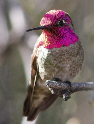 Adult male