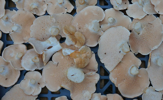 Le pied de mouton (Hydnum repandum) - champignon comestible !