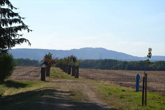 Hraběcí cesta od Kuksu, v pozadí Zvičina