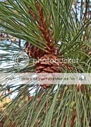 Red Pine photo redpine.jpeg