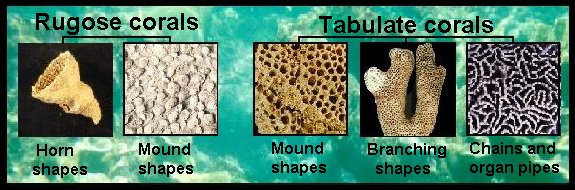 Image result for Miami coral fossil types