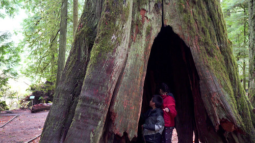 Cathedral Grove