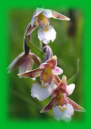 Epipactis Palustris