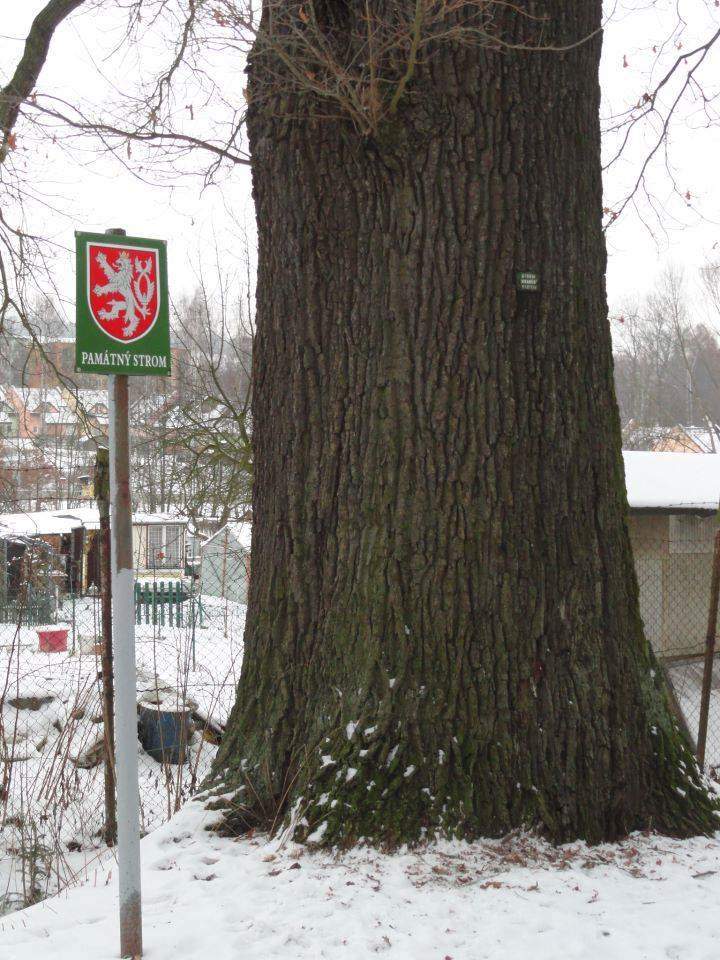 Označení památného stromu