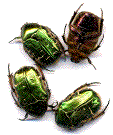 groupe de cetonia aurata