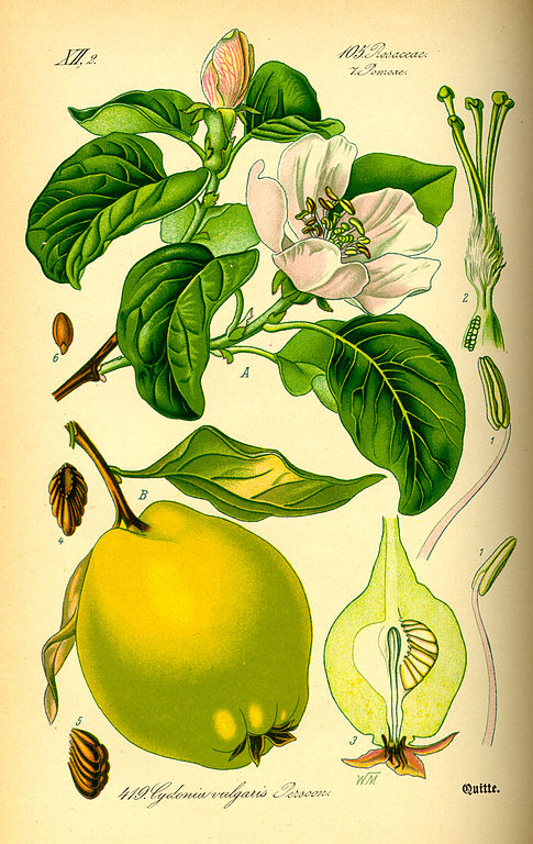 Illustration of Quince (Cydonia oblonga) from Flora von Deutschland, Österreich und der Schweiz by Prof. Dr. Otto Wilhelm Thomé, Gera, 1885, Wikimedia Commons, PD-old.