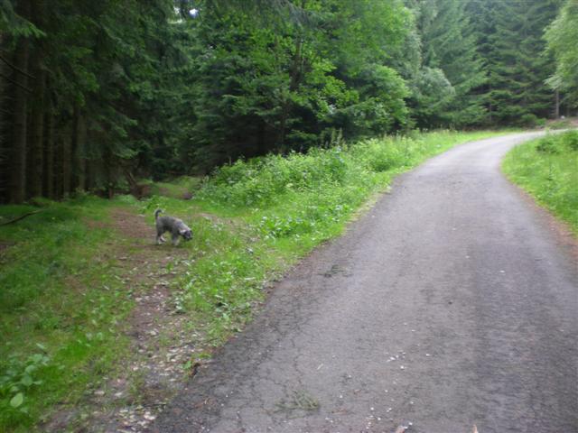 -= Križovatka asfaltky a lesní cesty =-