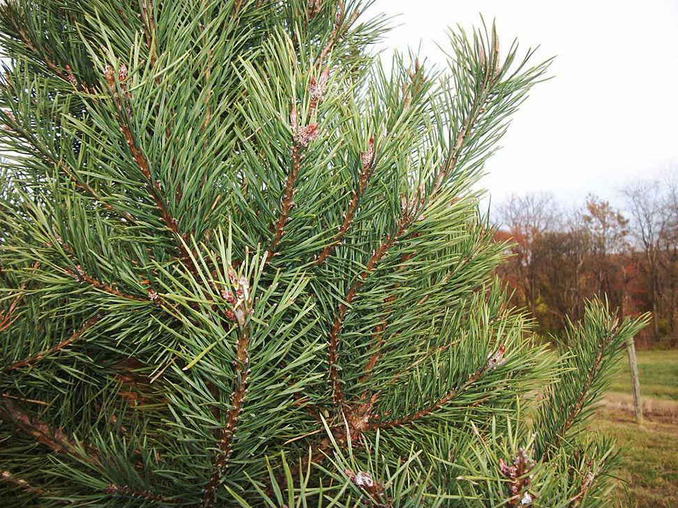  photo CB218824-54B3-4B57-9CAD-6DBD0C727F18_zps4cj8iviy.jpg