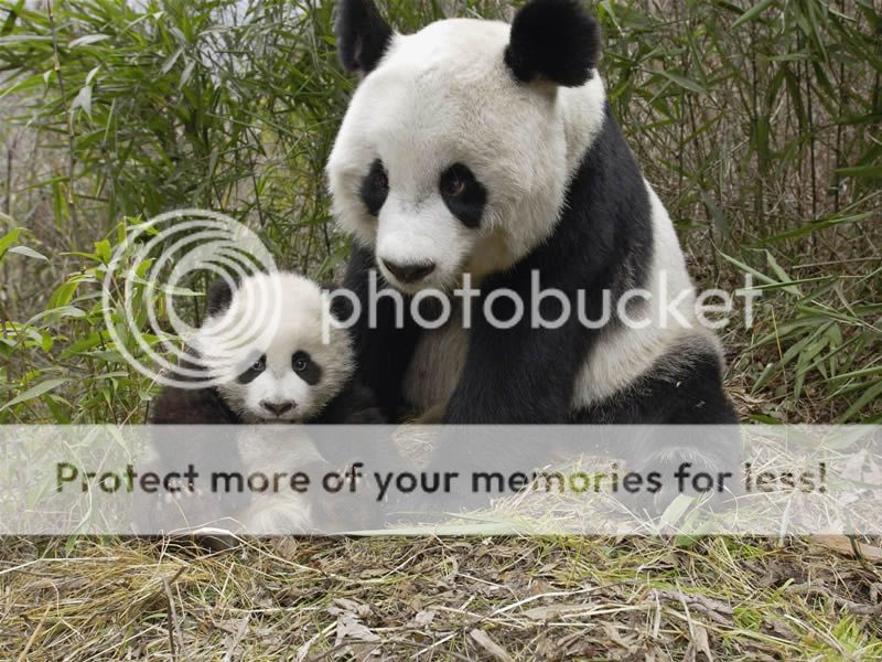  photo panda-bear-d_zpsc3303c6e.jpg