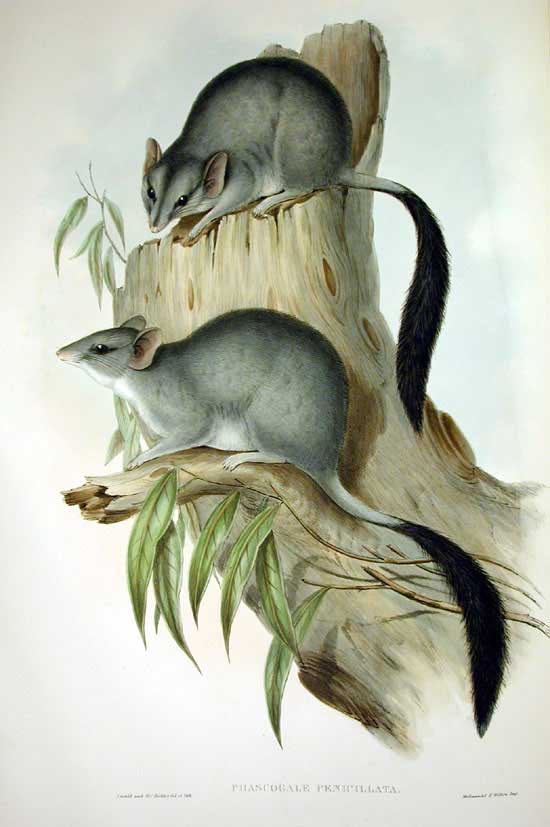 John Gould, F.R.S., Mammals of Australia, Vol. I Plate 31, London, 1863. 