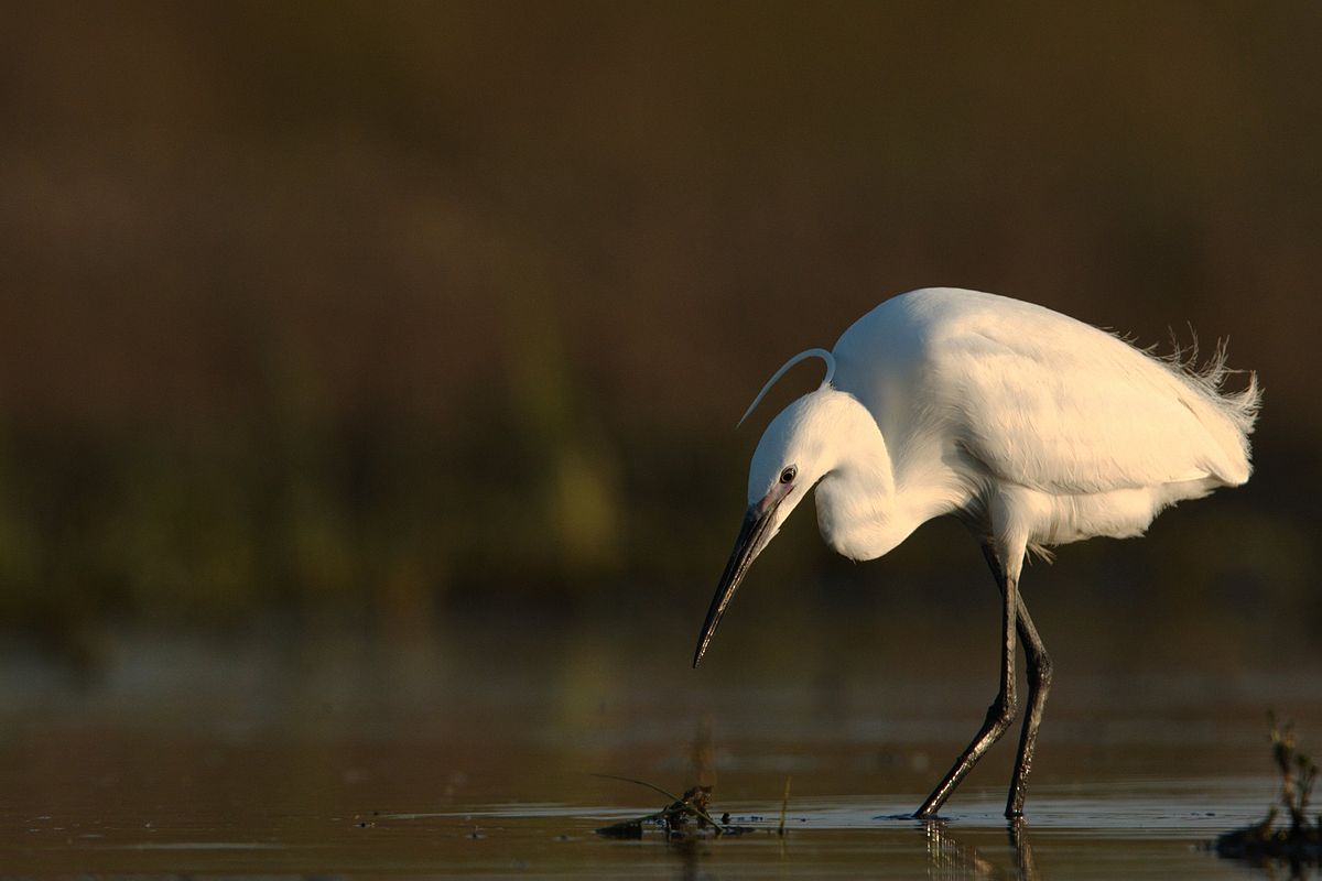 Aigrette1.jpg