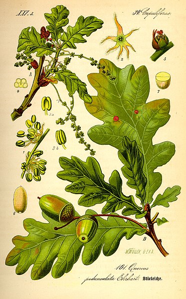 Bild:Illustration Quercus robur0.jpg