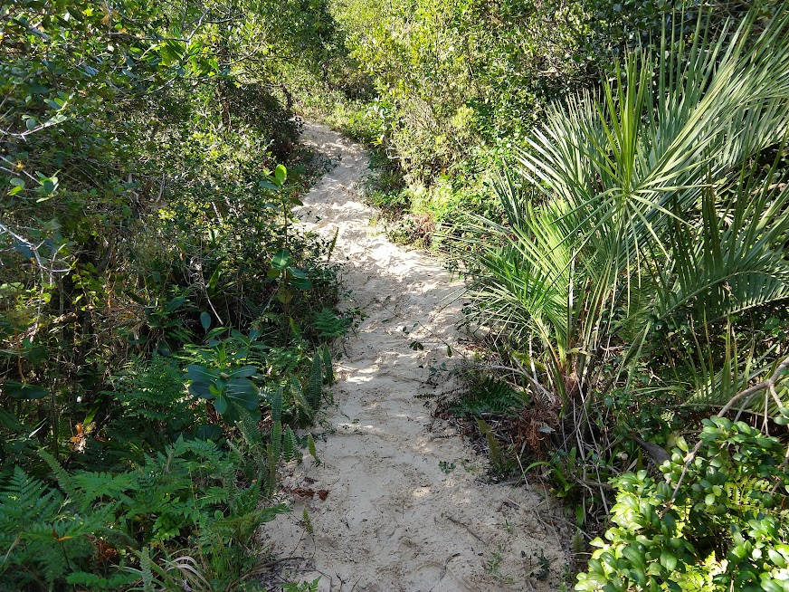 Foto do butia catarinensis na trilha.