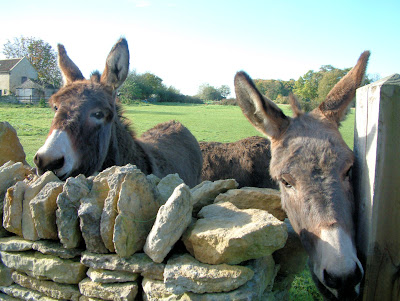 Lovely donkeys