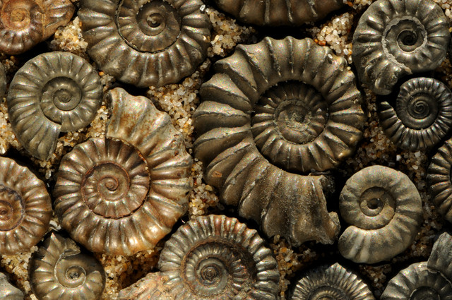 Iron-pyrite-ammonites