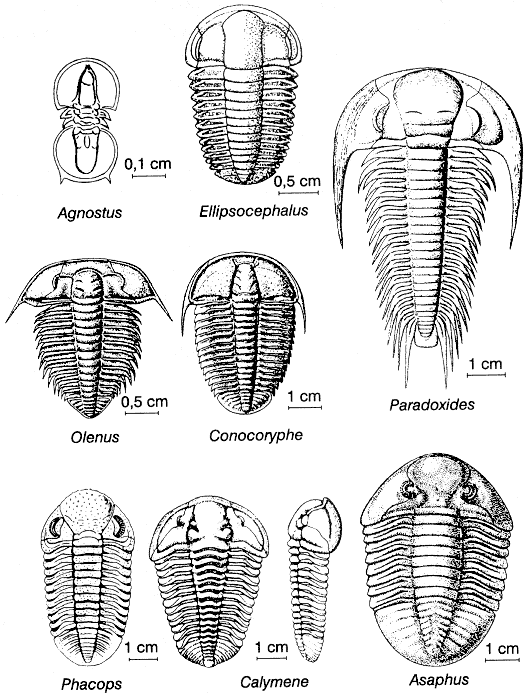 Trylobity