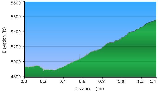 Drinking Horse Profile