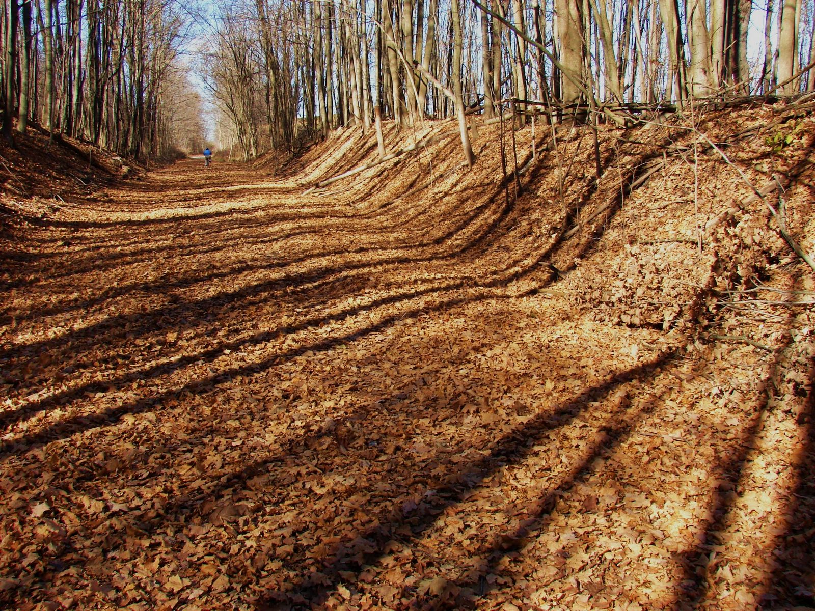 Friends of the Fred Meijer White Pine Trail, Hudson Keenan Photo, 2010. Trail photo goes here. If missing, please notify CO