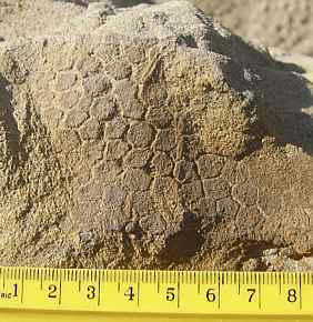 Marcas fósseis
