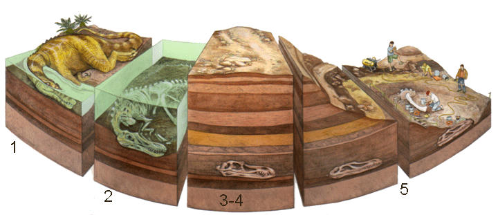 Fossilização