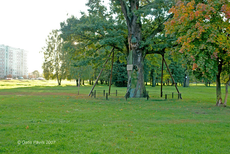 The Oak Tree