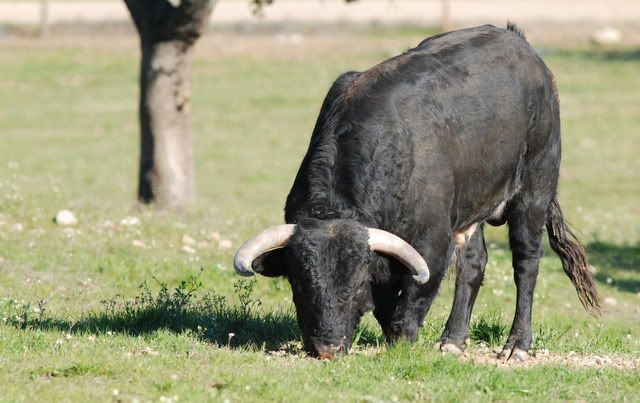 H&aacute; gado bravo1