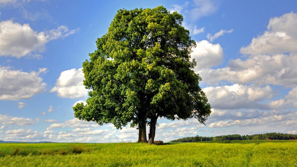 Wir ficken den baum
